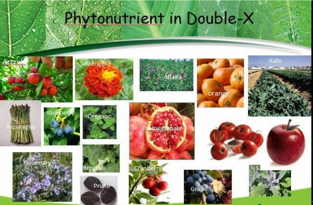 Câu hỏi thường gặp về nutrilite double x