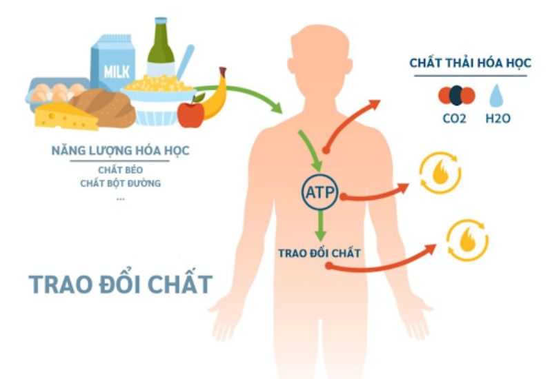 Cung Cấp Năng Lượng Cho Cơ Thể