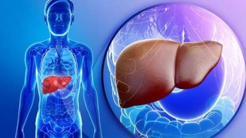 Gan là một trong những cơ quan lớn và quan trọng nhất trong cơ thể