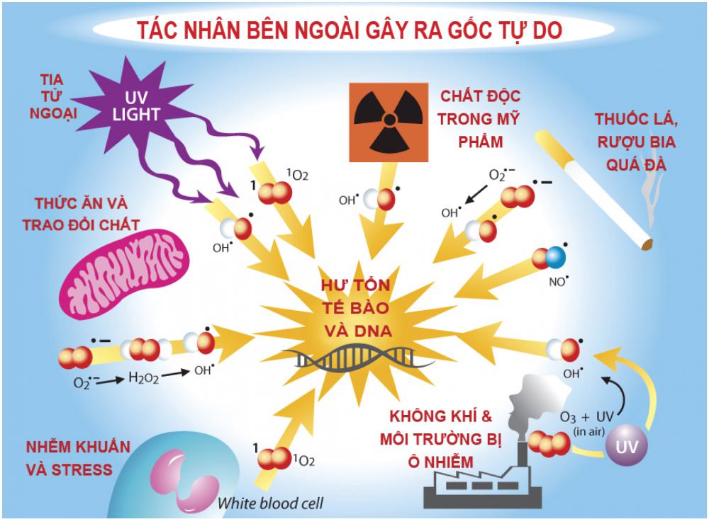 Nguyên Nhân Làm Tăng Gốc Tự Do Trong Cơ Thể