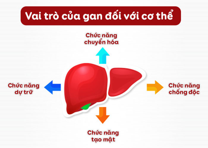 Vai Trò Của Gan Đối Với Cơ Thể