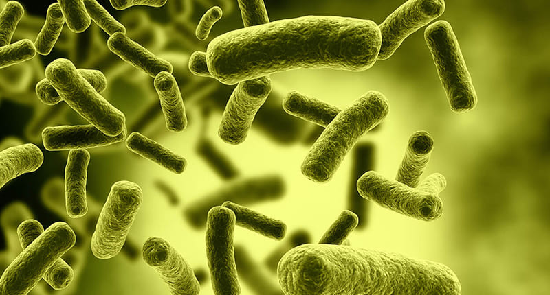 Men Vi Sinh Là Gì Tổng Quan Về Lợi Khuẩn Probiotic