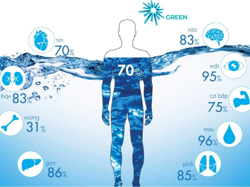 Tầm Quan Trọng Của Việc Uống Đủ Nước Đối Với Sức Khỏe